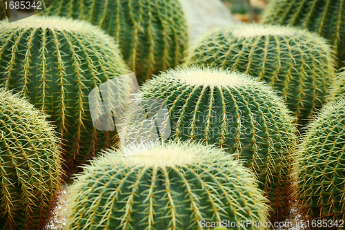 Image of Golden ball cactus