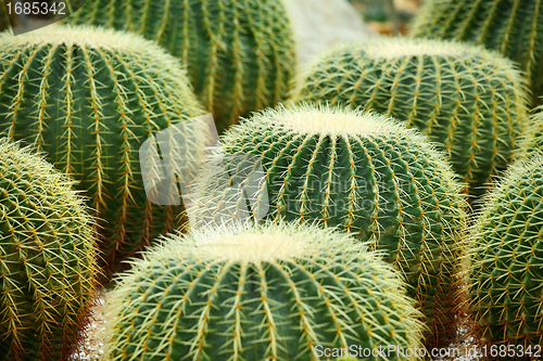 Image of Golden ball cactus