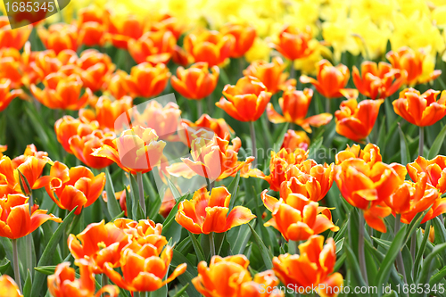 Image of colorful flower field of tulip