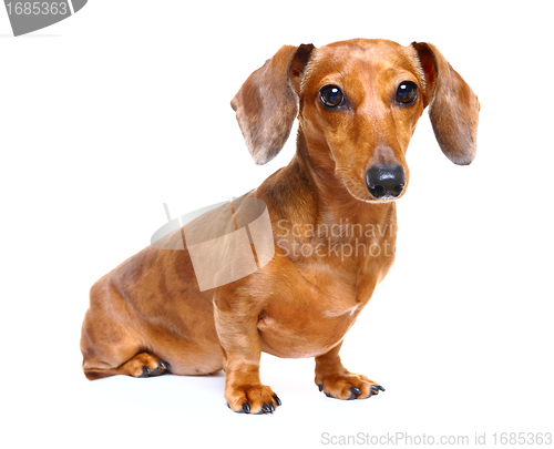 Image of dachshund dog