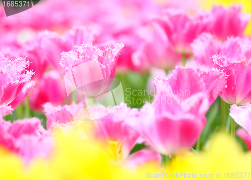 Image of colorful flower field of tulip