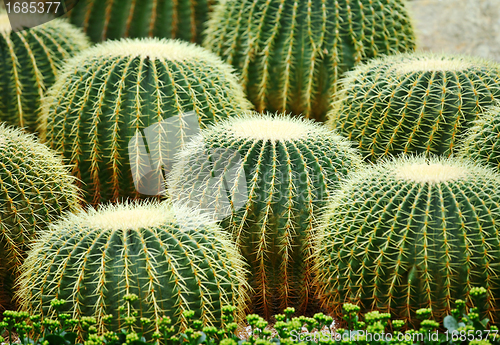 Image of cactus