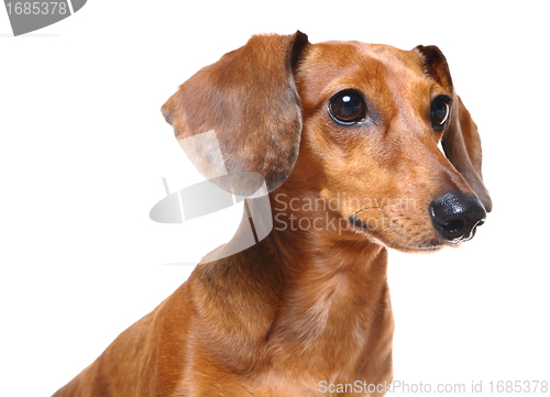 Image of dachshund dog