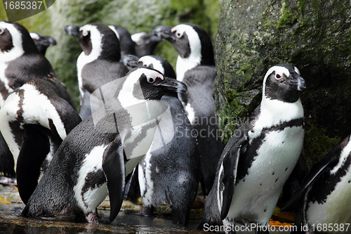 Image of penguins