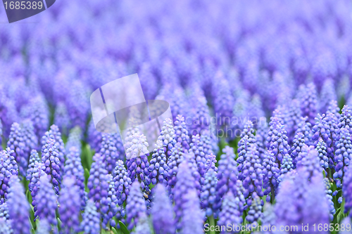 Image of flower, muscari botryoides