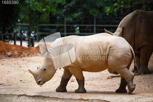 Image of rhino