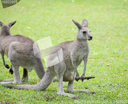 Image of grey kangaroo