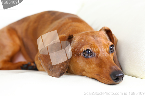 Image of dachshund dog on sofa