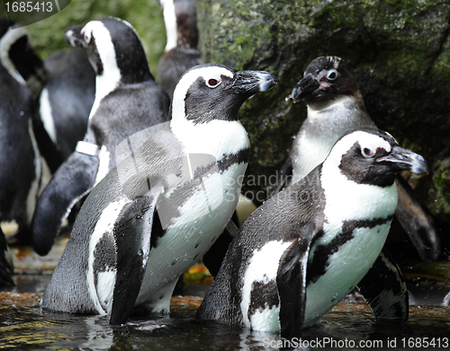 Image of penguins