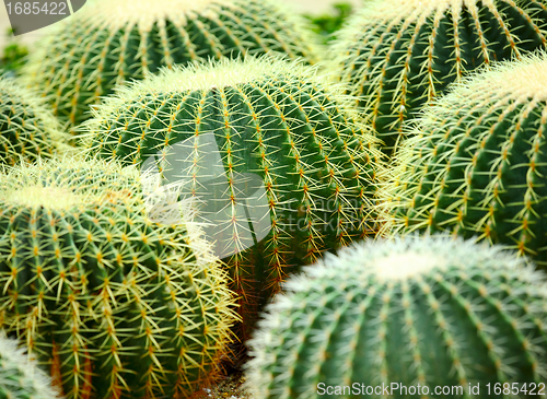 Image of cactus