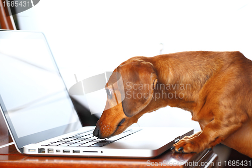 Image of dog using computer