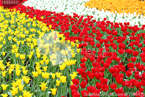 Image of colorful flower field of tulip