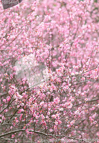 Image of plum flower