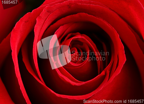 Image of close up red rose