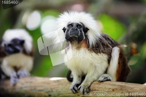 Image of cotton top monkey