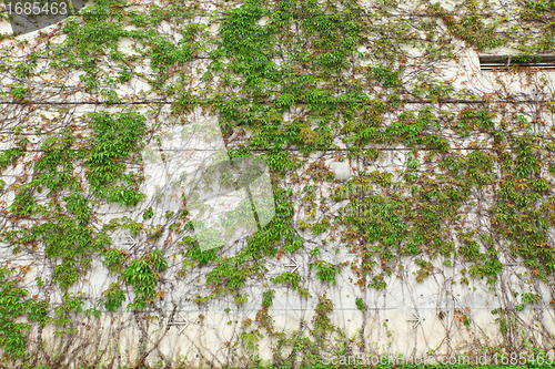 Image of plant on wall