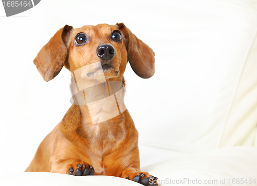 Image of Dachshund Dog