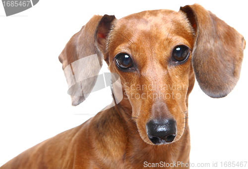 Image of dachshund dog