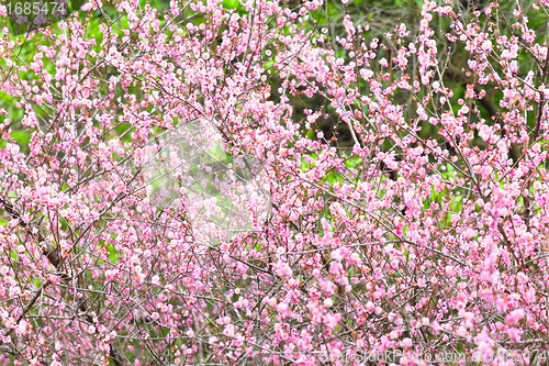 Image of plum flower