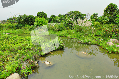 Image of Wetland