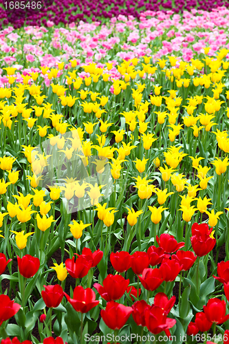 Image of colorful flower field of tulip