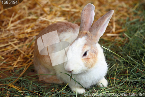 Image of rabbit