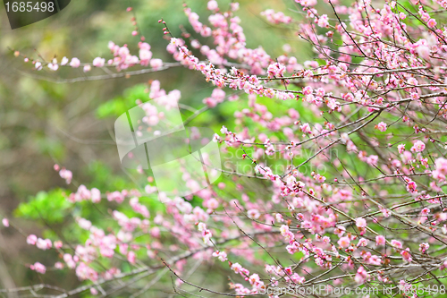 Image of plum flower blossom