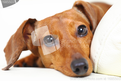 Image of dachshund dog at home on sofa