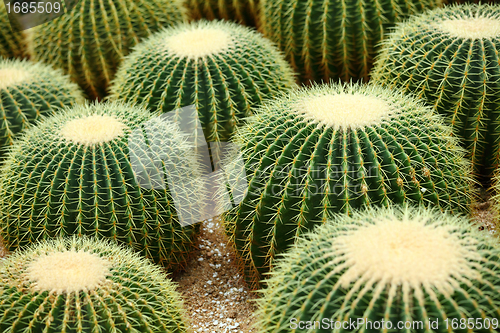 Image of Golden ball cactus