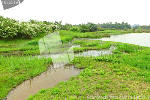 Image of Wetland