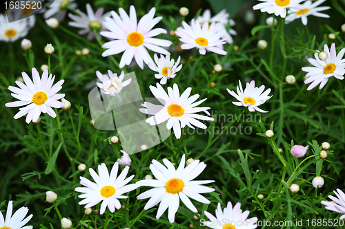 Image of White flowers