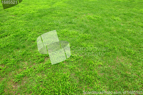 Image of fresh green grass