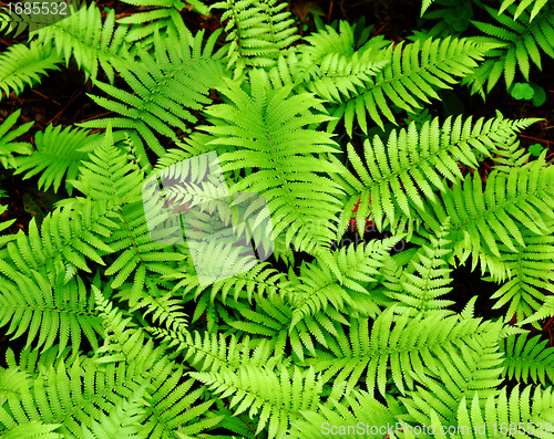 Image of Fresh green leaf
