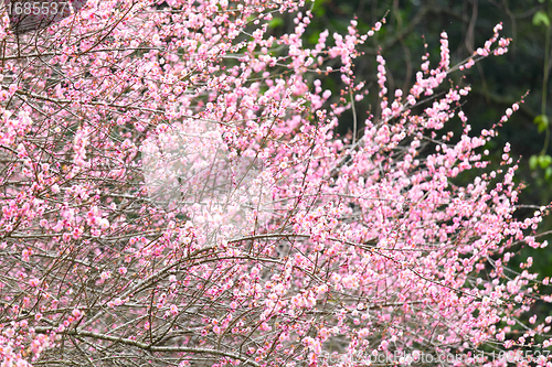 Image of plum flower blossom