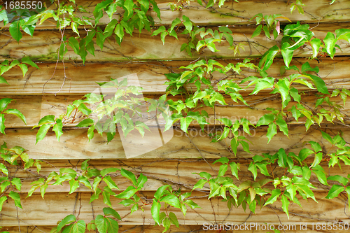 Image of wood fence with leaf
