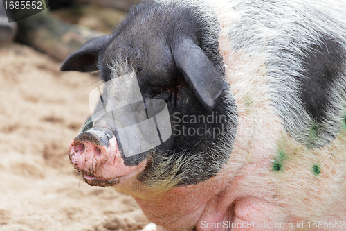 Image of big fat pig