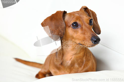 Image of dachshund dog at home on sofa