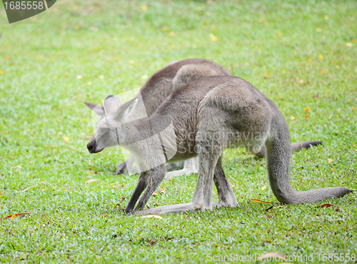 Image of kangaroo