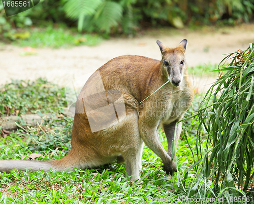 Image of kangaroo