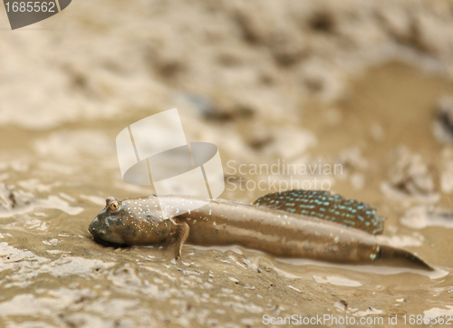 Image of mudskipper