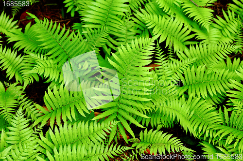 Image of Fresh green leaf