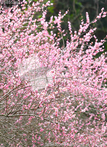 Image of plum flower blossom