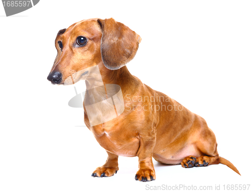 Image of dachshund dog