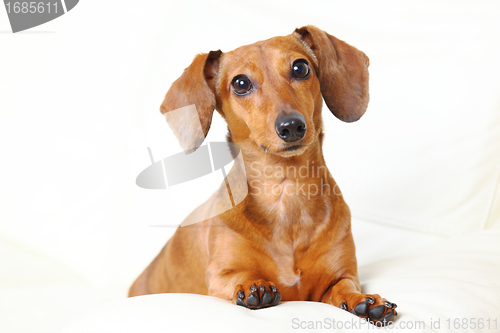 Image of dachshund dog at home on sofa