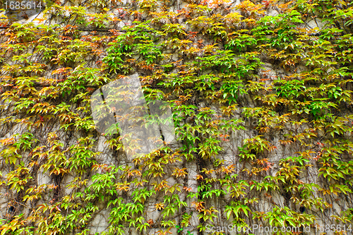 Image of Green leaf on the wall