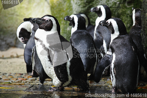 Image of penguins