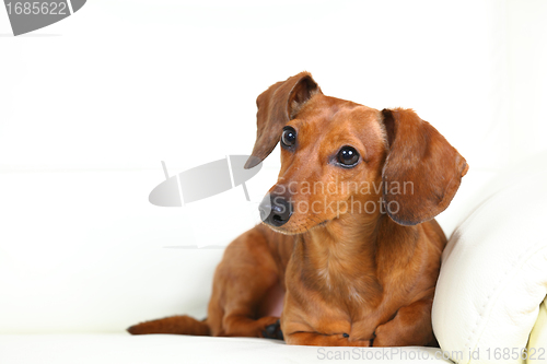 Image of dachshund dog on sofa