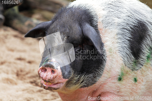 Image of fat pig