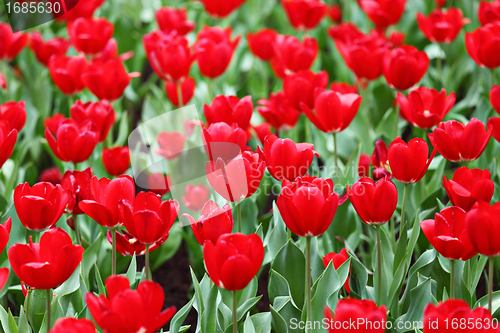 Image of tulip in flower field