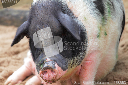 Image of fat pig